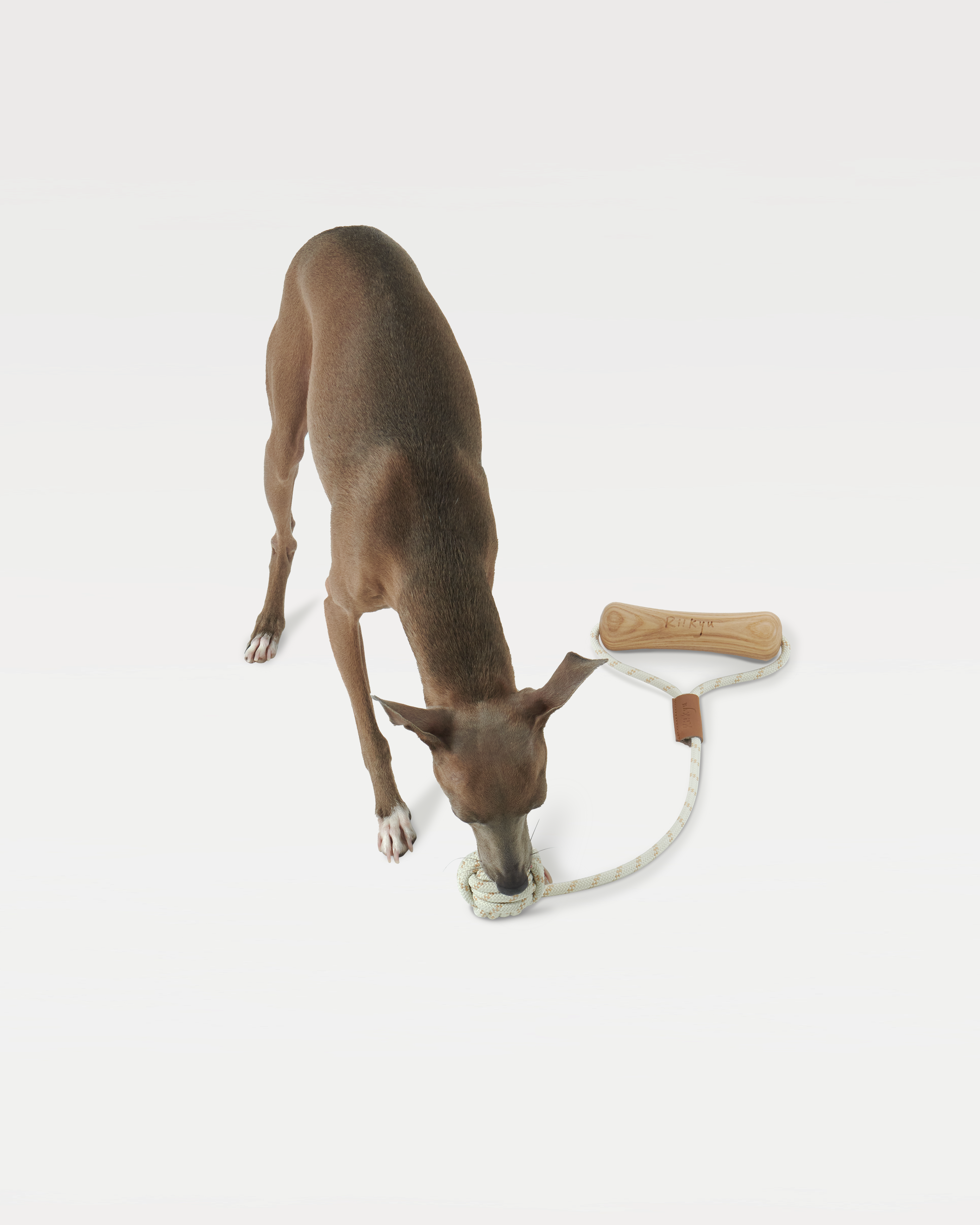 A dog leans over to bite a "dog bone" toy