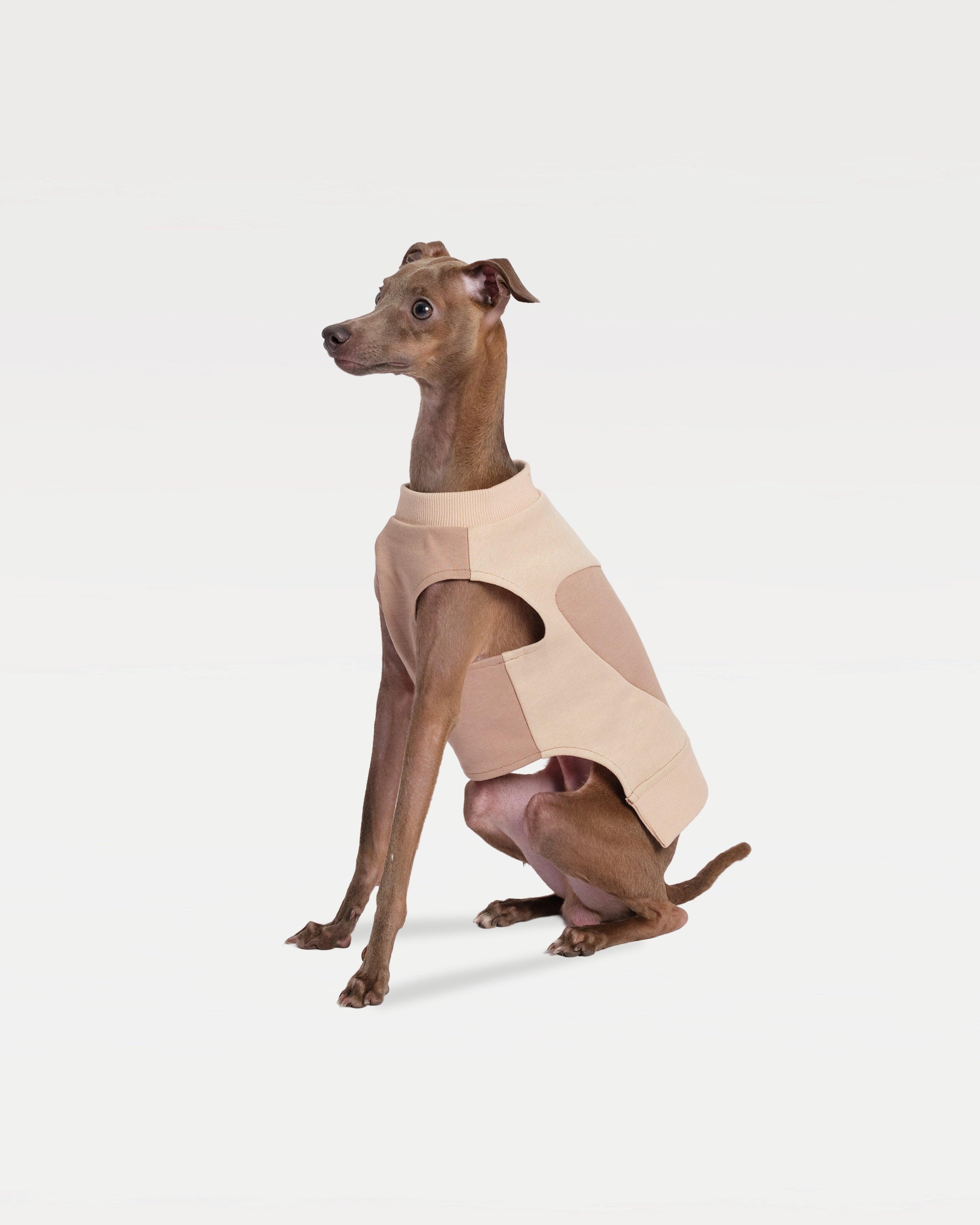 A dog standing facing right in a patchwork sweatshirt