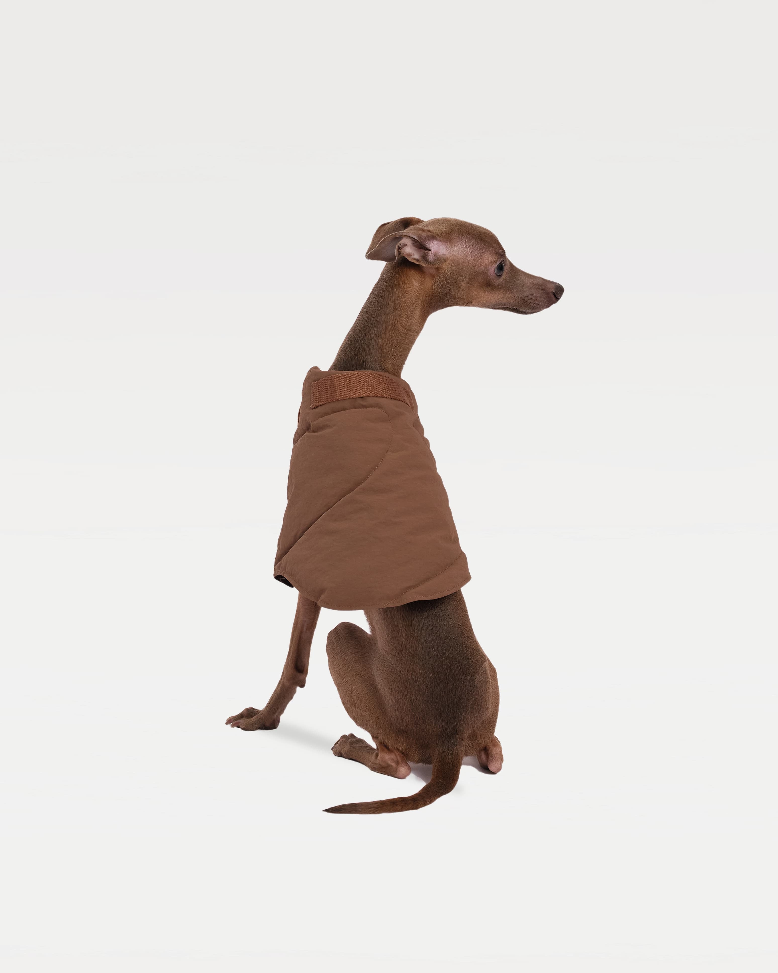 Dog in brown vest sitting with its back facing the camera and its head turning right