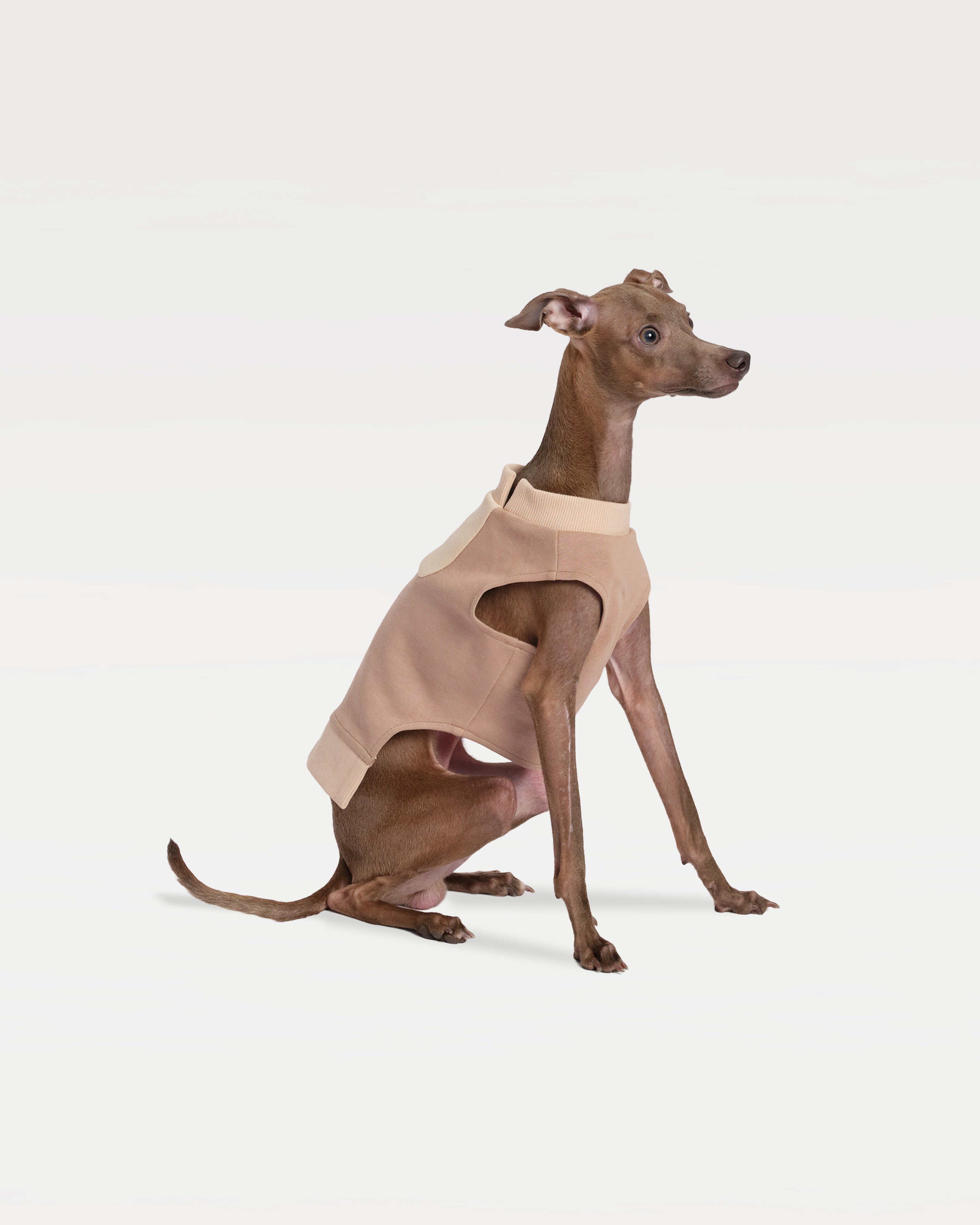 A dog standing facing left in a patchwork sweatshirt