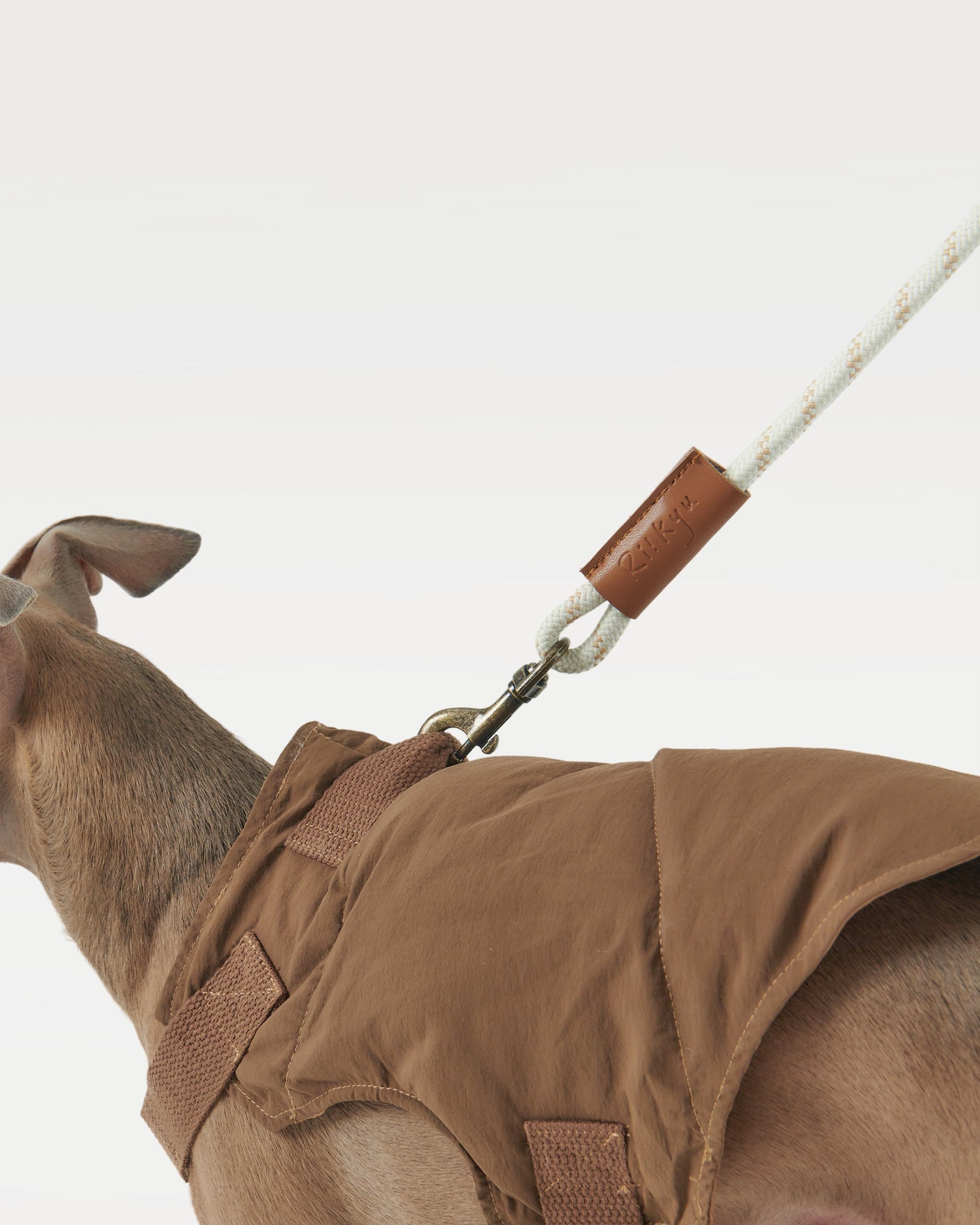 A dog, adorned in a brown vest and tethered by a leash