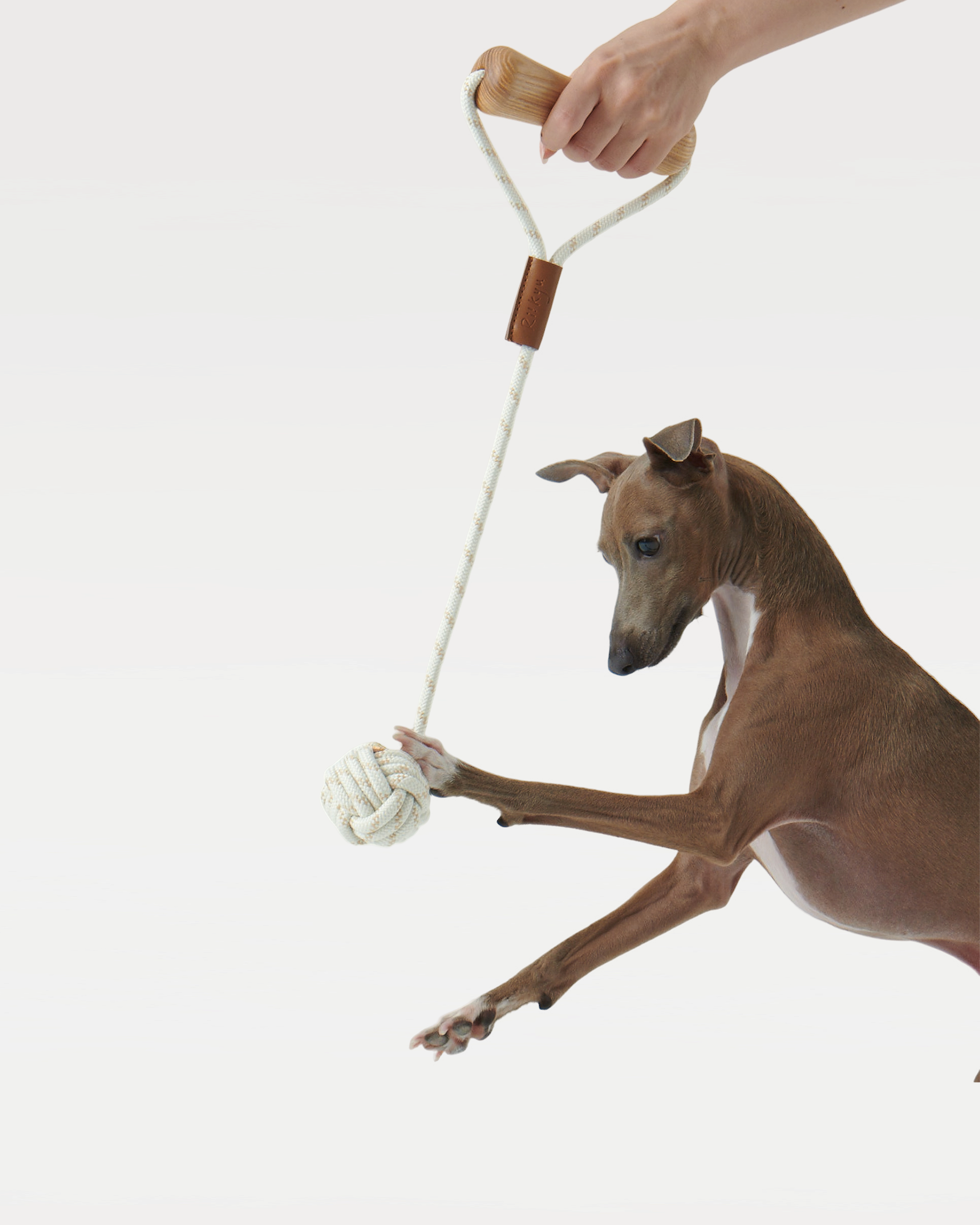 A dog holds a toy with a dog-bone-shaped handle that is being lifted by human hands