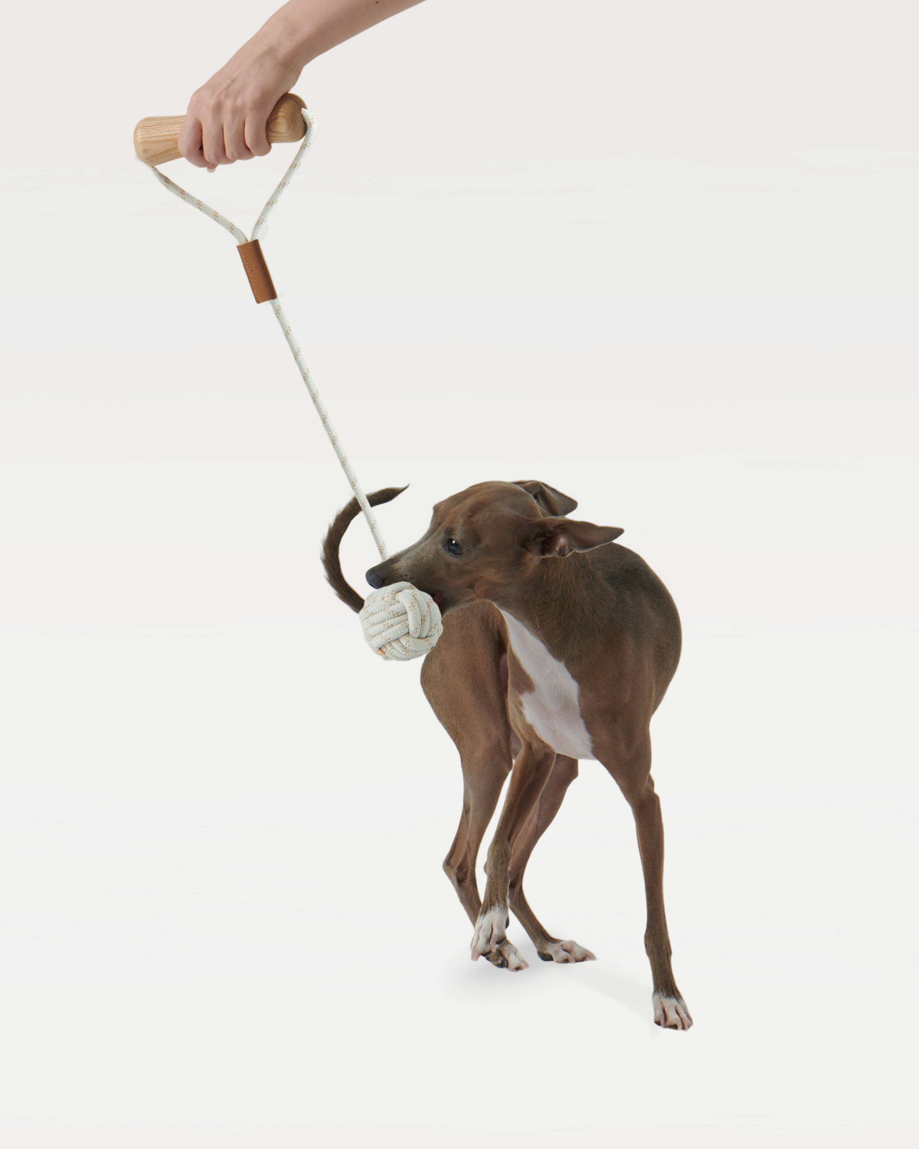 A dog bites a "dog bone" toy that is being lifted by human hands