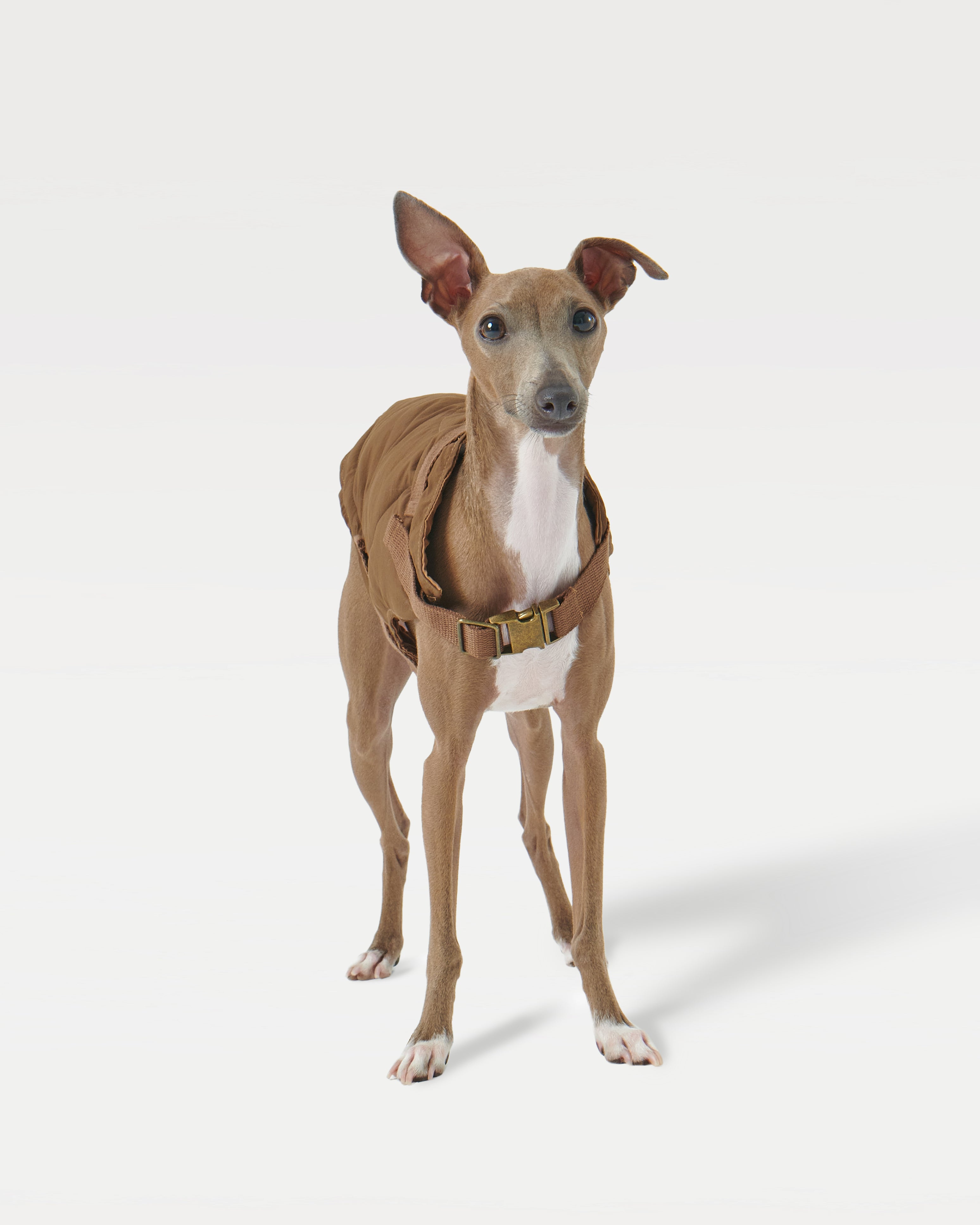 A brown vest-wearing dog standing