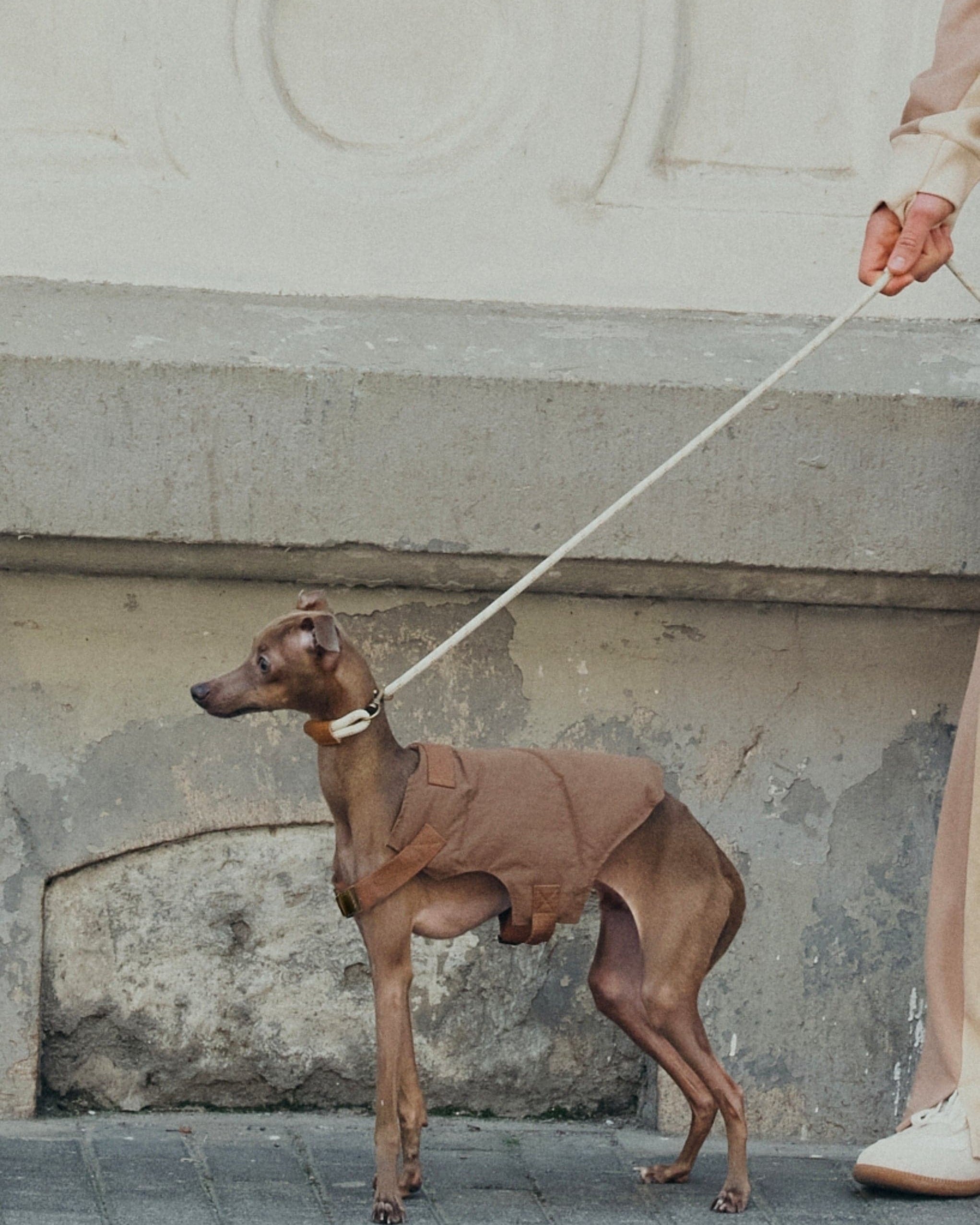 A woman walking a dog which is in a  brown vest on a leash