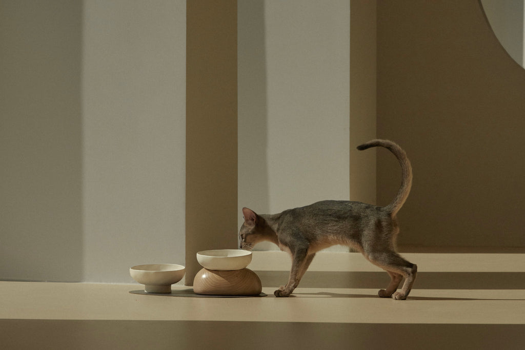 A cat drinks water in front of a pebble bowl