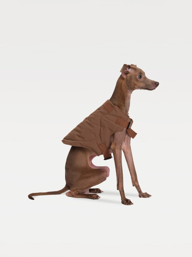 A seated dog in a brown padded vest