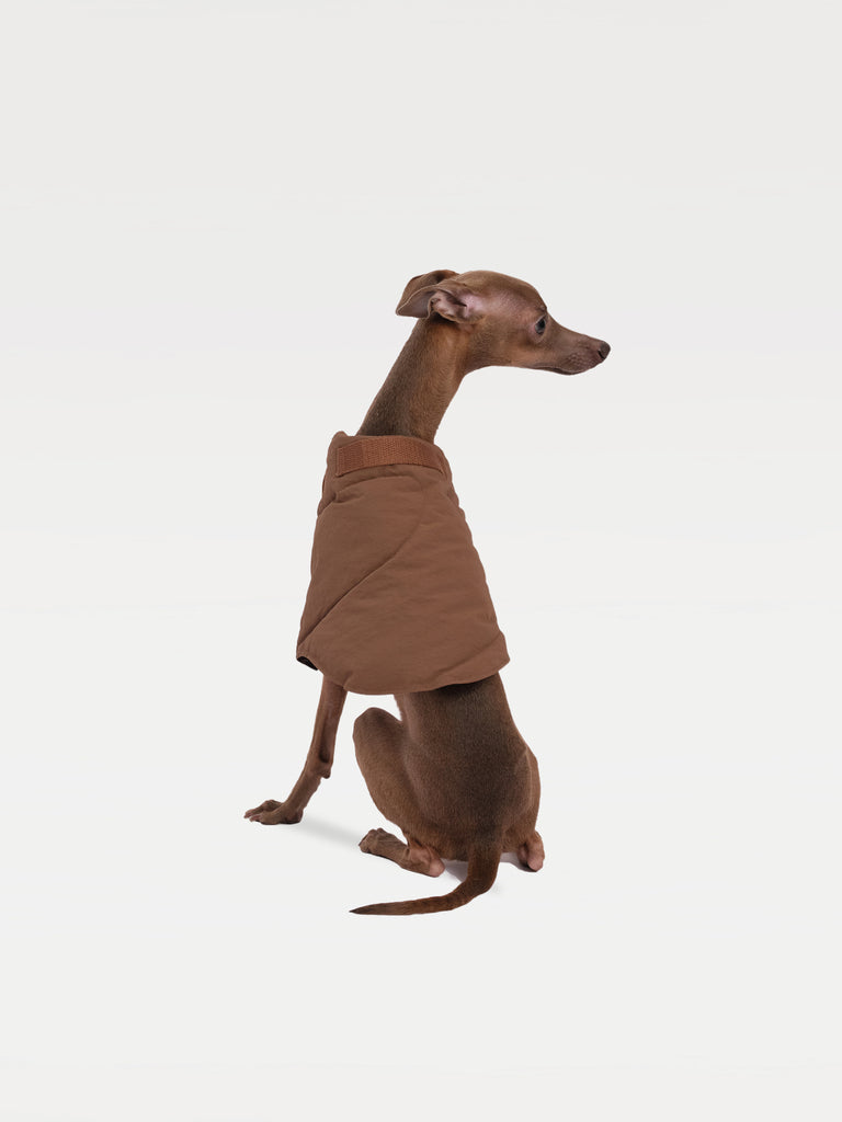 A dog sitting back in a brown paded vest