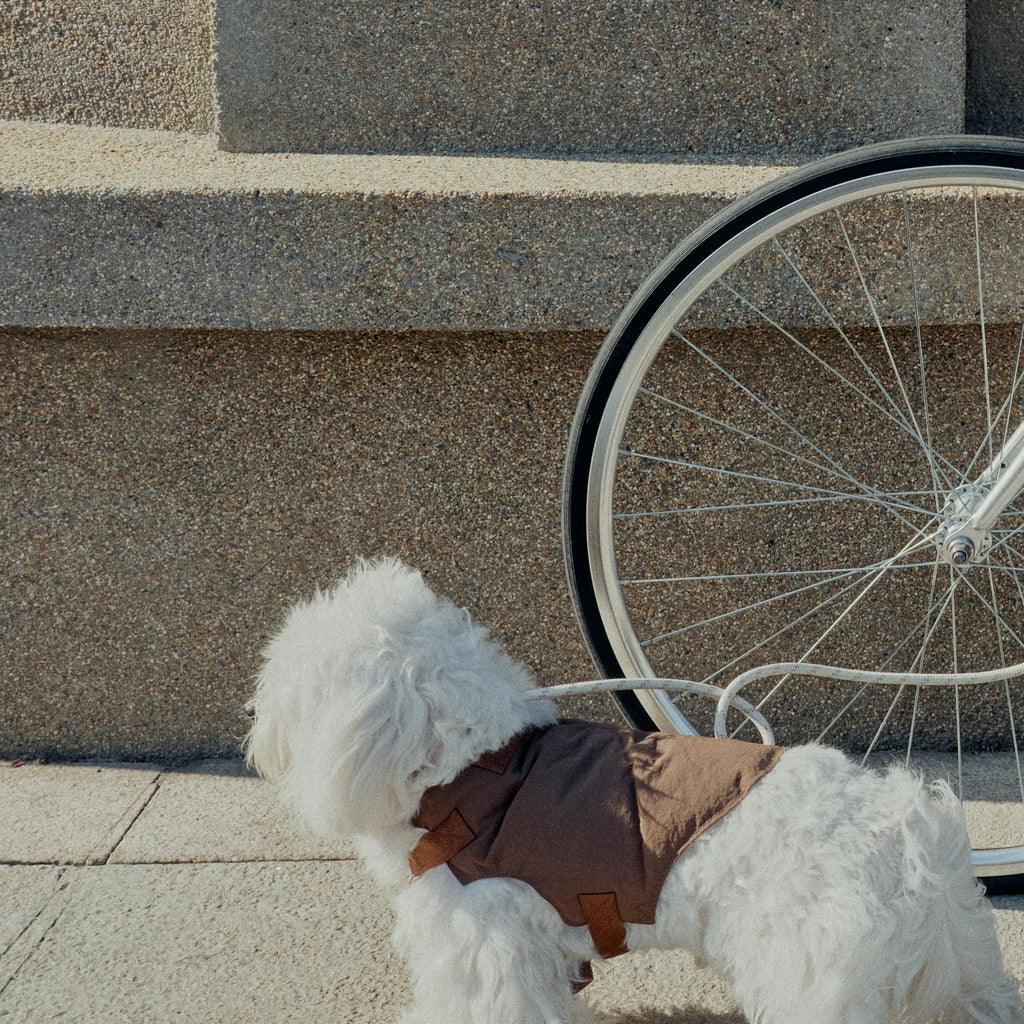 A white dog wearing a brown paded vest is being led by a leash in front of a bicycle tire